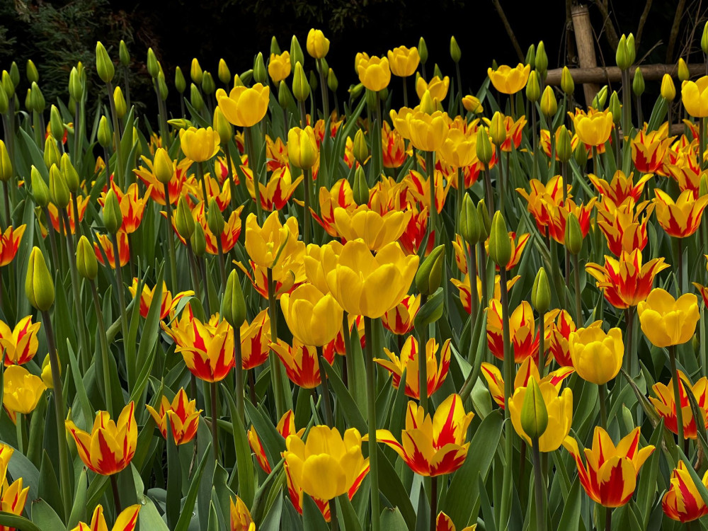 台灣賞花勝地 梅峰農場春之饗宴3/14登場