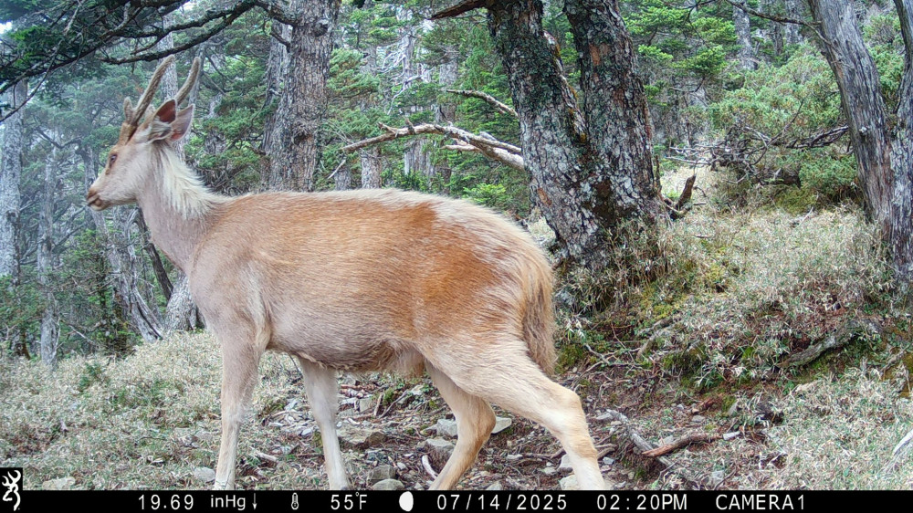 誰在深夜的玉山漫步? 揭開國家公園生物多樣神秘面紗