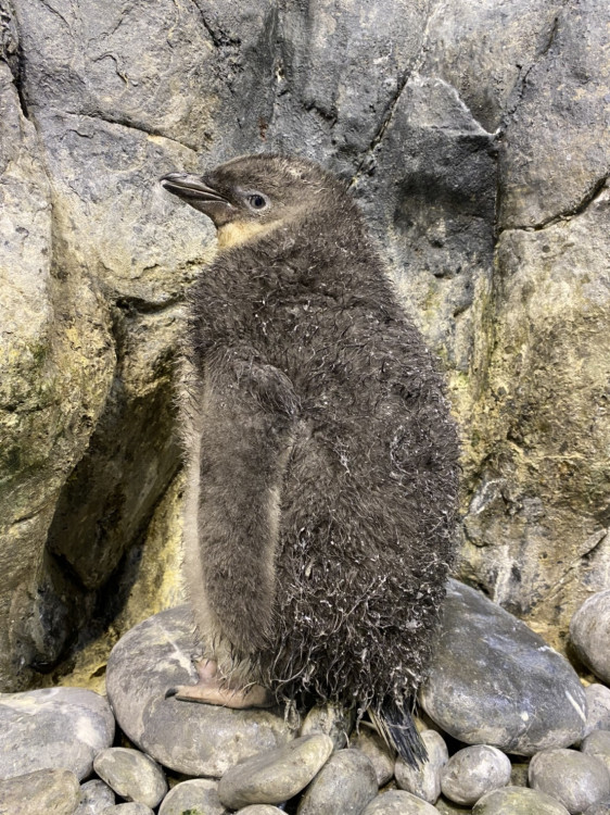 屏東海生館企鵝舊羽轉大人「我與企鵝的0.1毫米」人氣旺