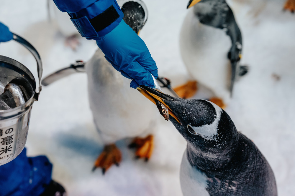 屏東海生館企鵝舊羽轉大人「我與企鵝的0.1毫米」人氣旺