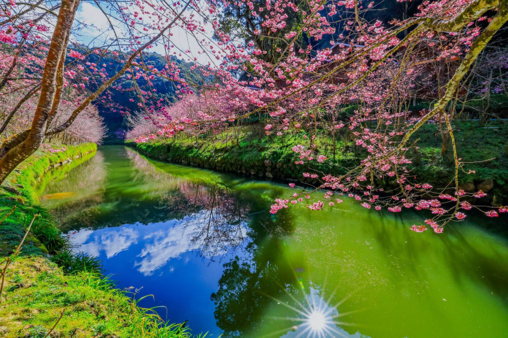 杉林溪數千粉紅櫻花  228連假進入盛開期