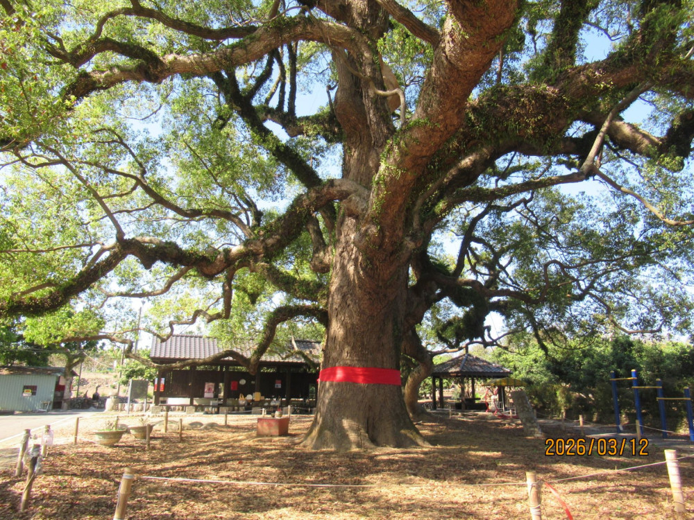 搶救七股神木擺脫病腐危機  跨界合作救治成功