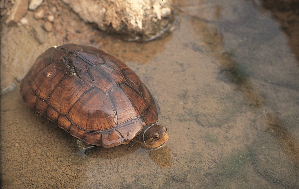 邊務農邊領獎金!　林保新竹分署3/17-18說明會教你守護保育龜領「生態薪水」