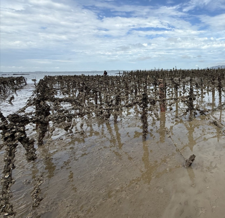 金門預防諾羅病毒 衛生局：加強宣導飲食衛生安全