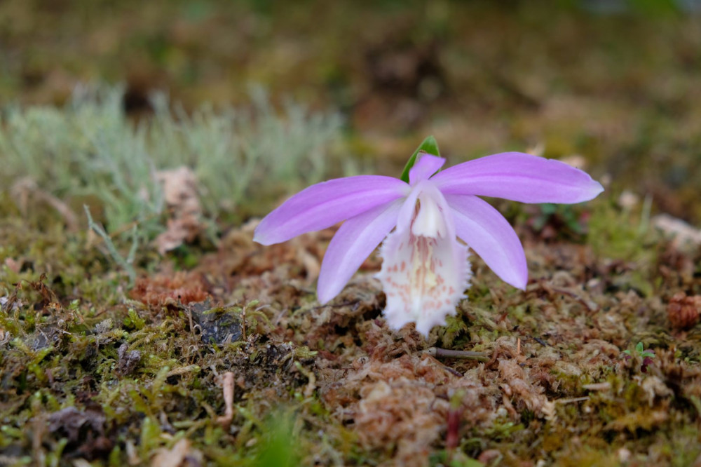 臺大山地實驗農場 2026春之饗宴