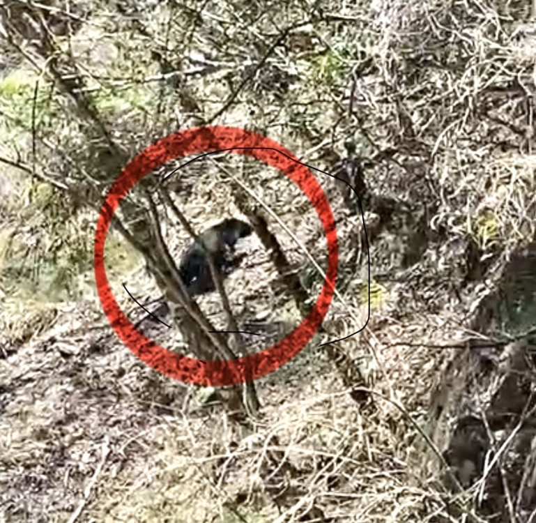 山友目擊黑熊現身大鹿林道東線　林保署新竹分署籲山友提高警覺