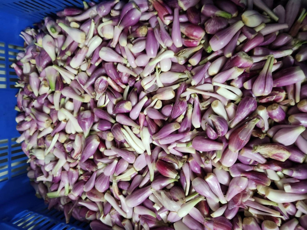 紅蔥頭品質佳價格平穩 進入收穫後期 