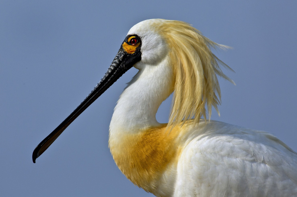 台江黑琵季閉幕活動 3 月 28 日舉行 邀民眾共享春日濕地時光