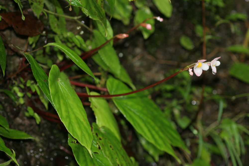 林保南投分署攜手在地社區  復育九九峰秋海棠