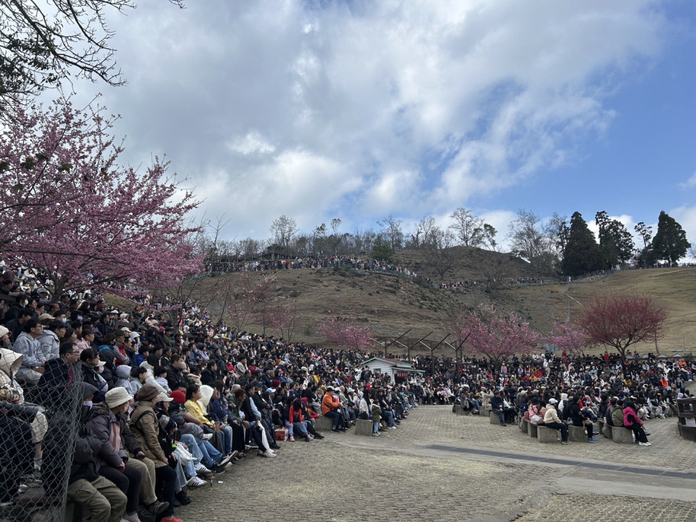 清境農場年迎68萬遊客 穩居高山首選