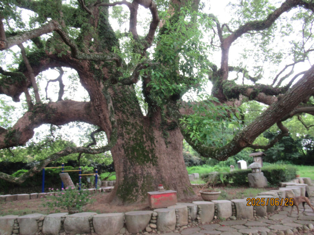 搶救七股神木擺脫病腐危機  跨界合作救治成功