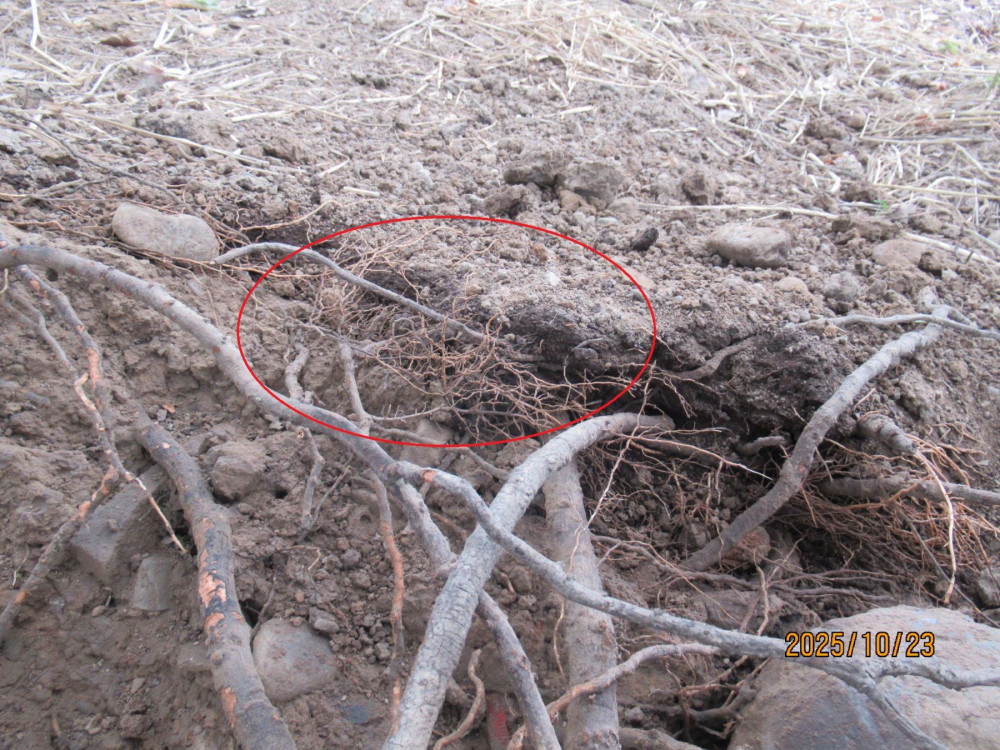 搶救七股神木擺脫病腐危機  跨界合作救治成功