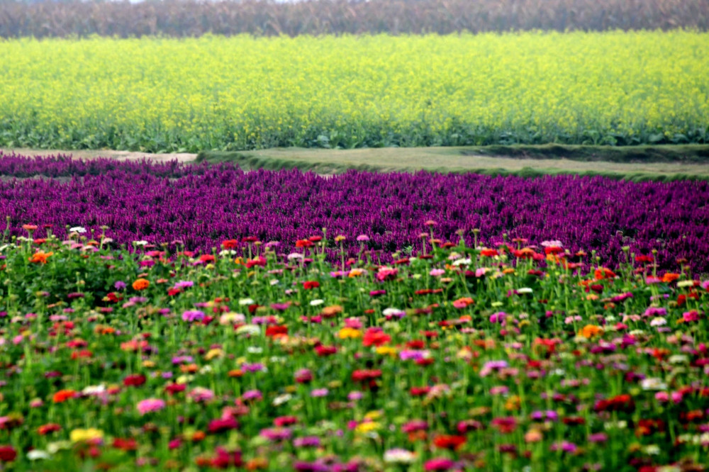 臺南春假活動多 蜀葵花海與童趣派對等你來