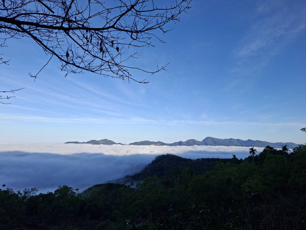 梅嶺紫牡丹花期至 3 月下旬 遊客紛至沓來