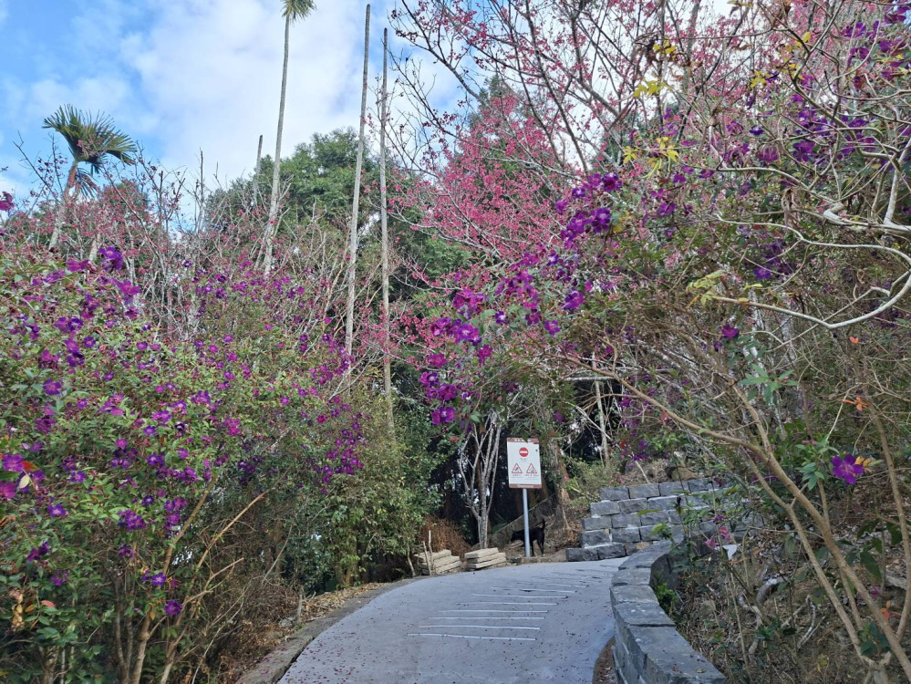 梅嶺紫牡丹花期至 3 月下旬 遊客紛至沓來