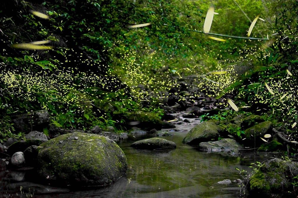 全台最大賞螢區  來南投享受螢光假期