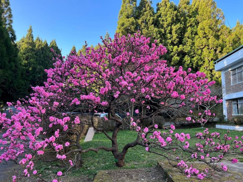 臺大山地實驗農場 2026春之饗宴
