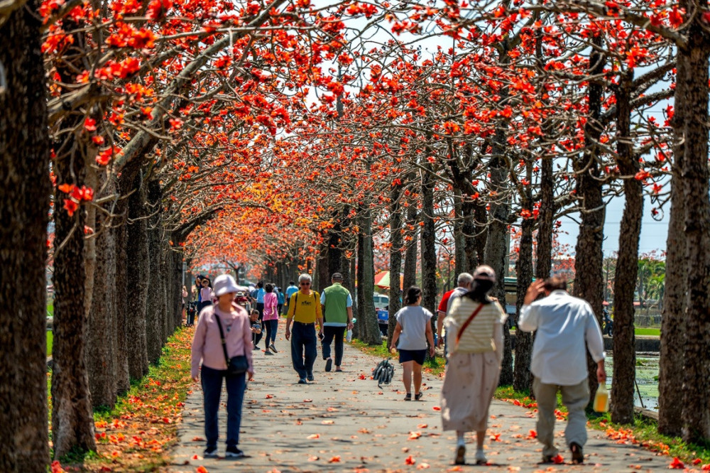 走進AI蘭花夢幻境！2026台灣國際蘭展進入最後展期 順遊台南木棉花與蜀葵花海