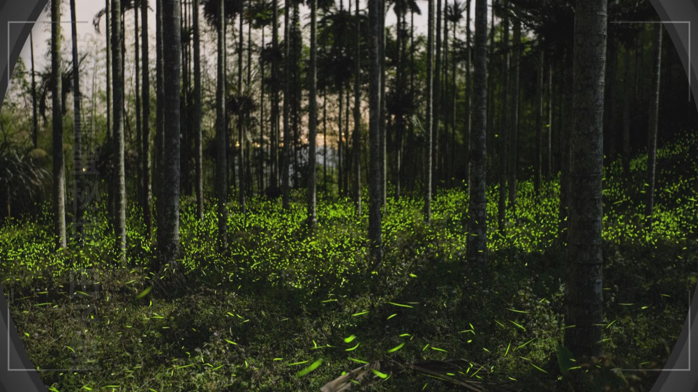 全台最大賞螢區  來南投享受螢光假期