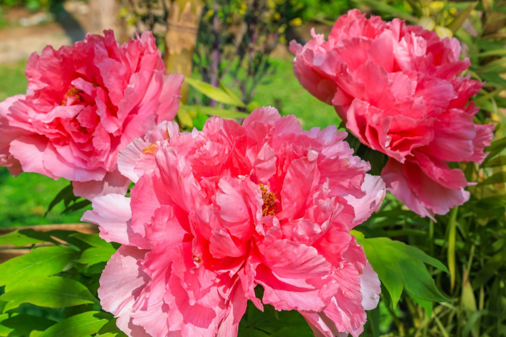 南投杉林溪牡丹花季 首度移戶外森林中賞花