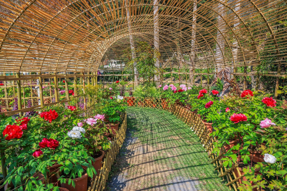 南投杉林溪牡丹花季 首度移戶外森林中賞花