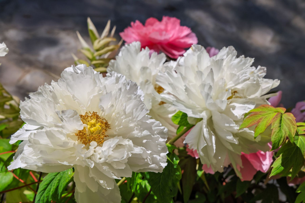 南投杉林溪牡丹花季 首度移戶外森林中賞花