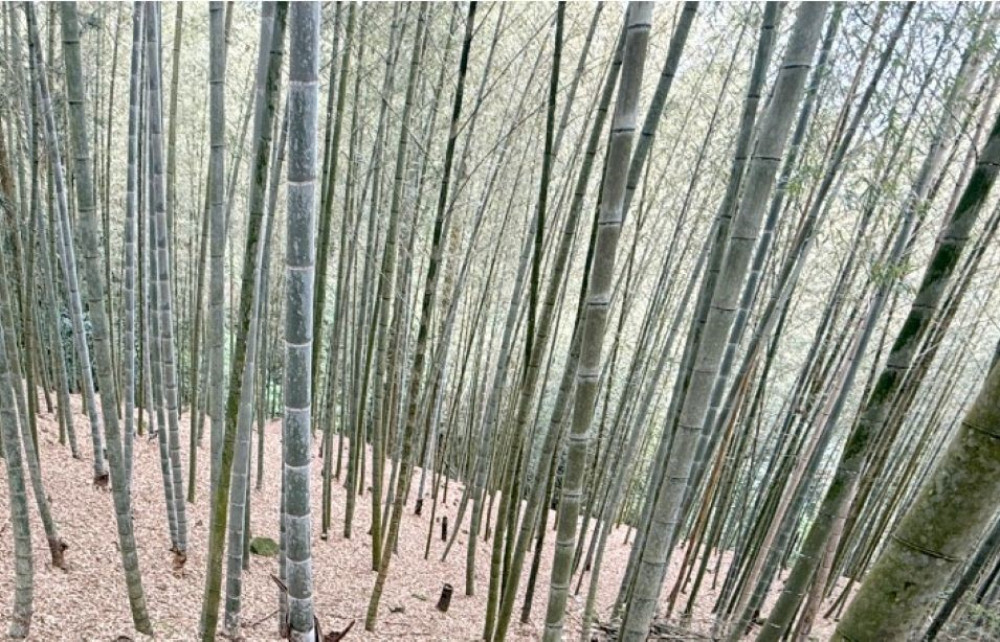 竹山鹿谷孟宗竹筍旱災損  4/28起受理現金救助