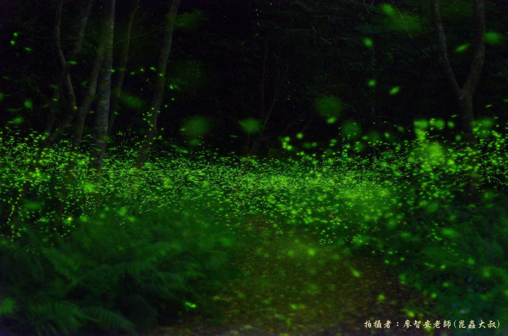 螢光點點迎初夏 惠蓀林場賞螢登場