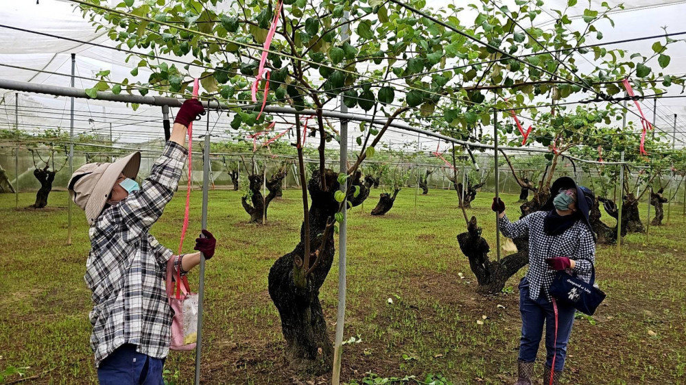 臺南棗保險受理投保 強化農業抗災安全網