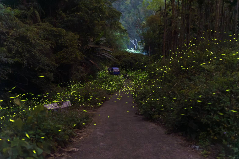 信義鄉螢火蟲季  螢火之光．遇見潭南開幕