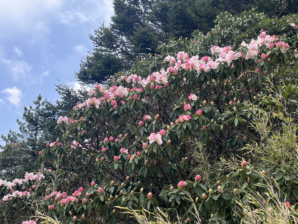 合歡山杜鵑花季開展 賞花全攻略