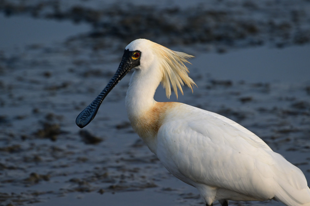 全台黑琵數創新高 公私協力營造良好棲地環境