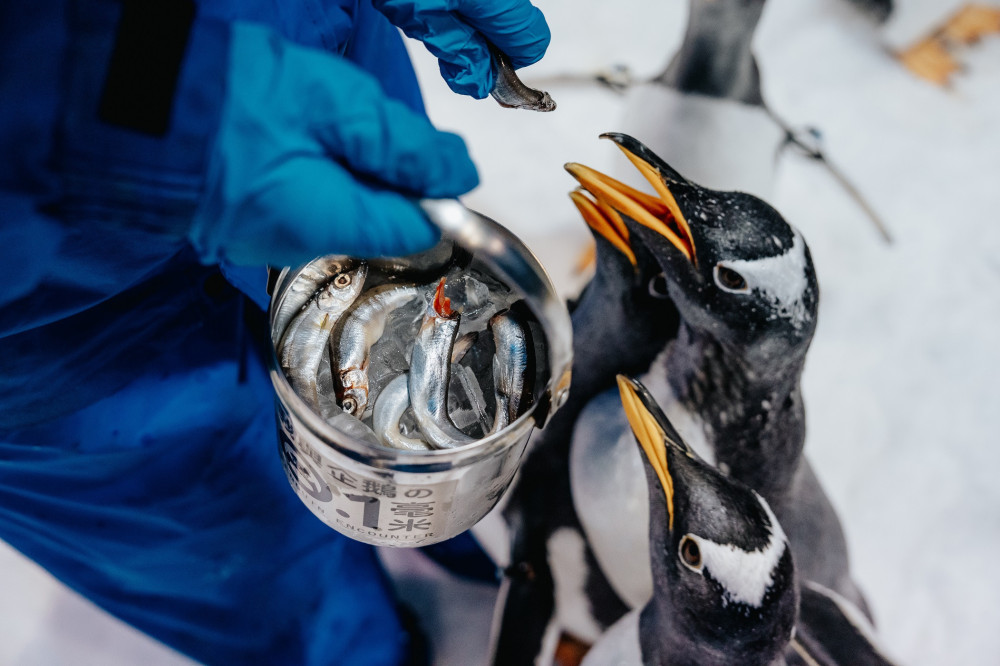 屏東海生館揭密企鵝抽血要先泡溫水澡健檢日常 人氣體驗到六月底