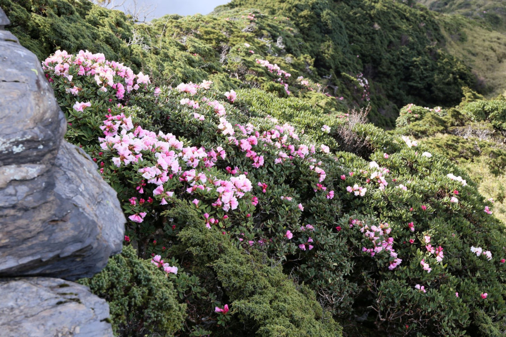 合歡山杜鵑花季開展 賞花全攻略
