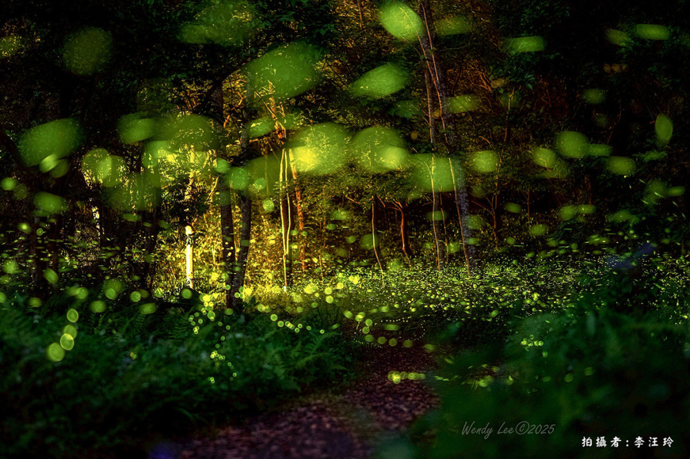 螢光點點迎初夏 惠蓀林場賞螢登場