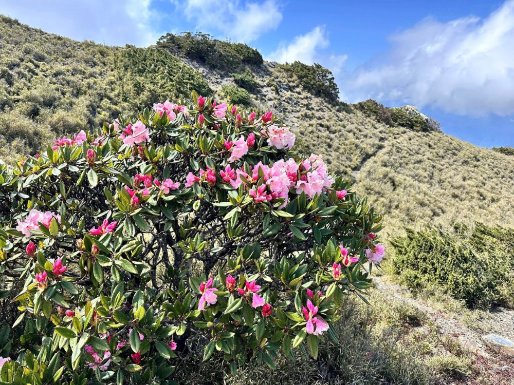 清境連假湧萬人 全新綿羊秀場與花季接力登場