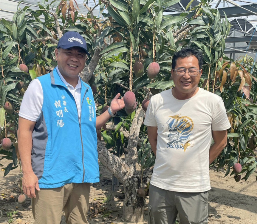 愛文芒果慶豐收 屏東職人堅持永續經營