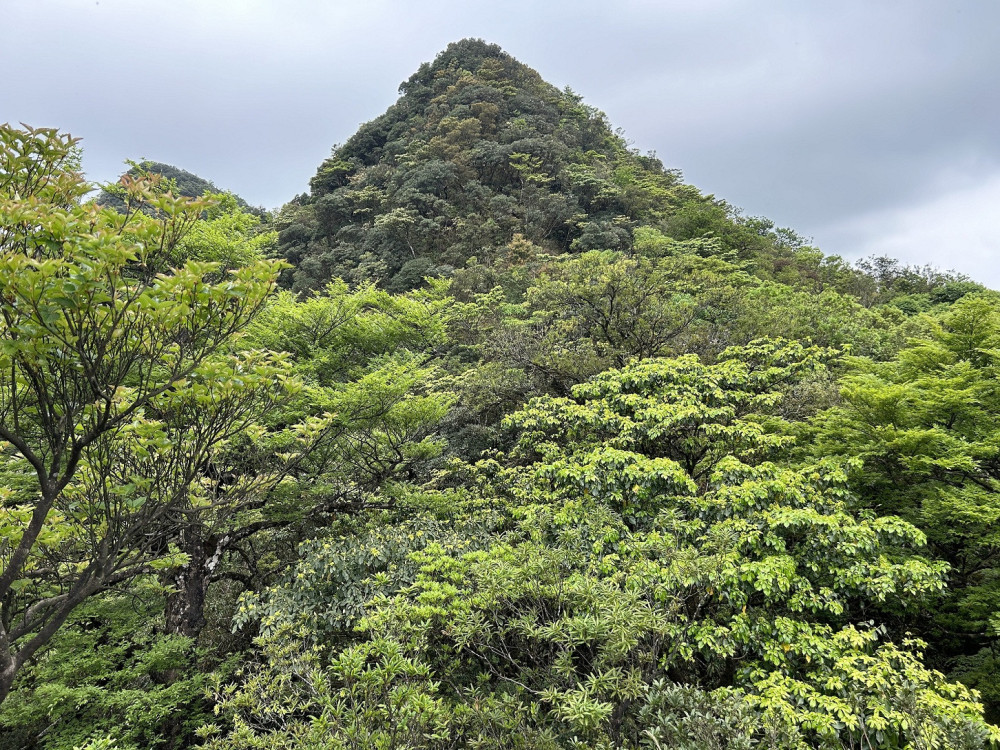 國內珍稀植物保育再添重要成果　露門山西北峰驚見「臺灣水青岡」族群