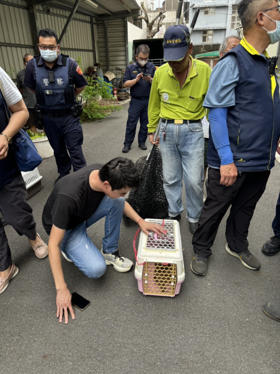 臺南市永康區疑虐貓案有新進展 市議員林冠維協助尋獲最後一隻虎斑貓