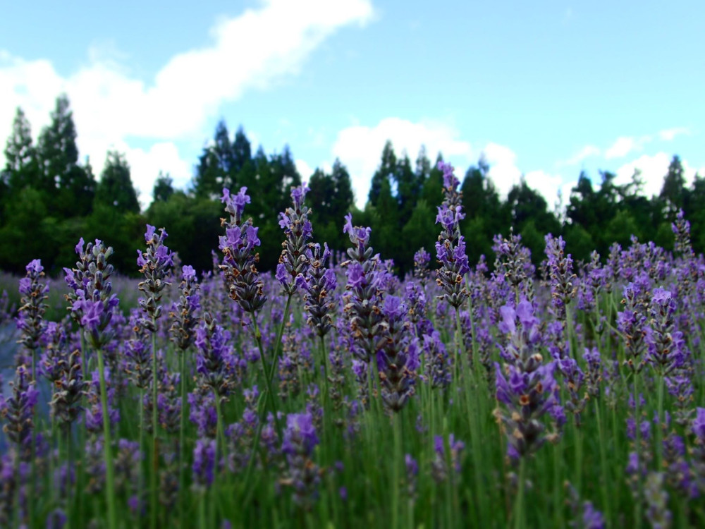 暑假避暑首選！ 梅峰農場採水蜜桃、玩綠籬迷宮