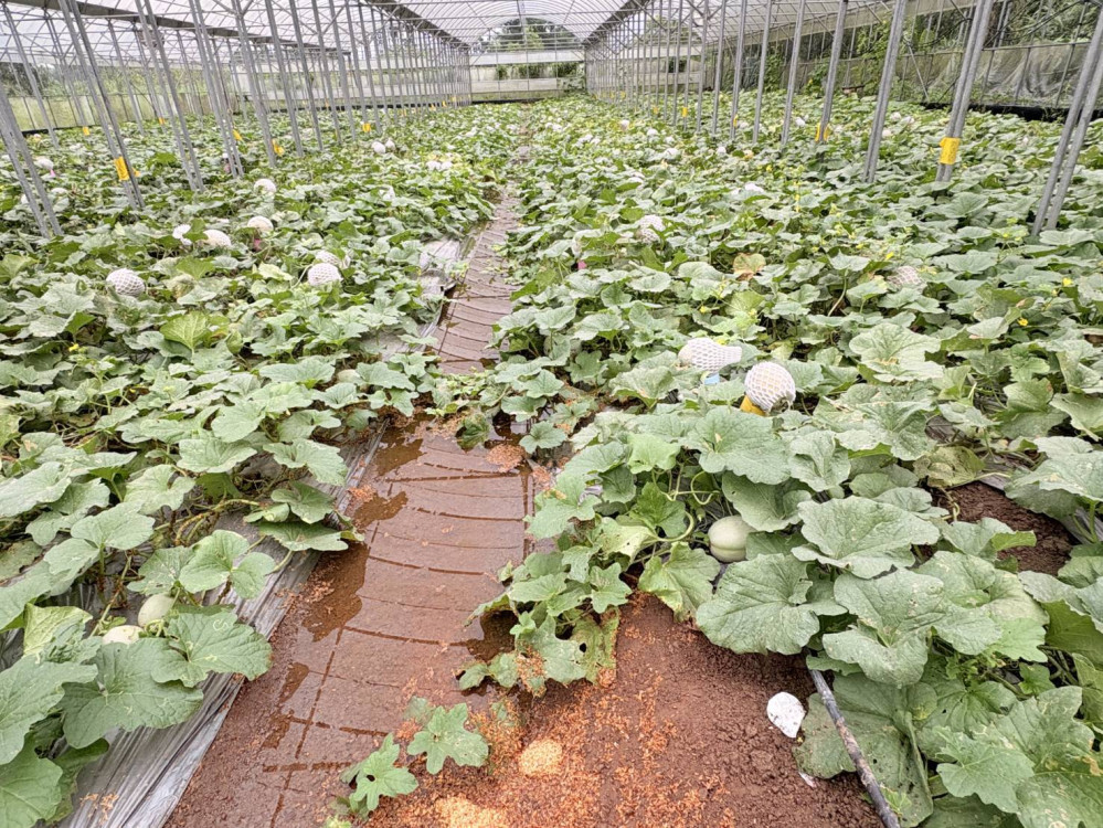 豪雨襲桃園農損23公頃　桃市農業局持續查報 7區瓜類救助即起受理