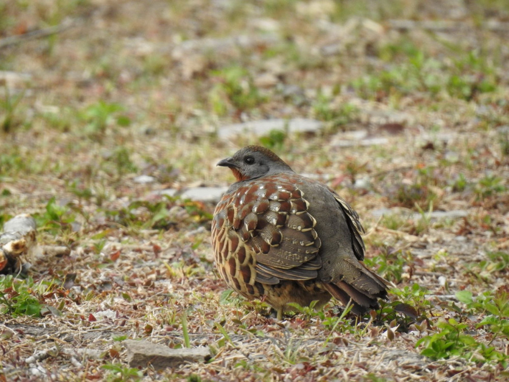 解鎖森林密碼  奧萬大動物調查班8月登場