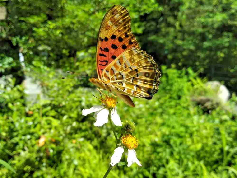 滿月圓蝶舞季自7/13-9/6　邀大小朋友展開夏日森林中蝴蝶探索之旅