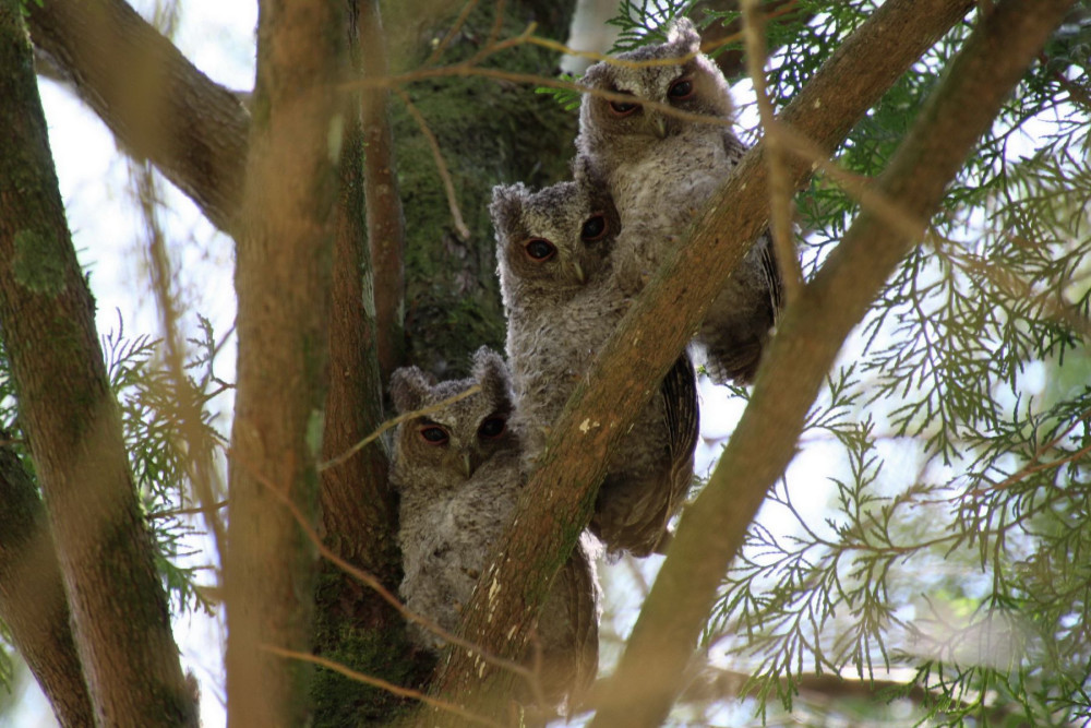 解鎖森林密碼  奧萬大動物調查班8月登場