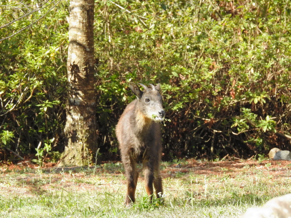 解鎖森林密碼  奧萬大動物調查班8月登場
