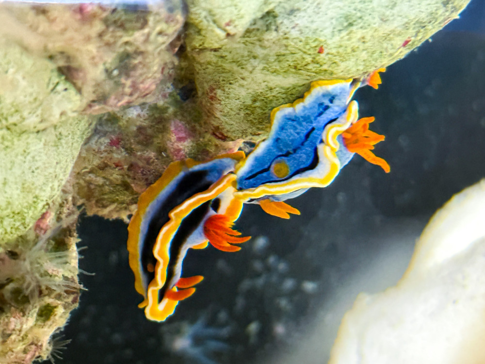 外星生物驚現屏東海生館！暑假限定「海底珠寶」海蛞蝓繽紛亮相