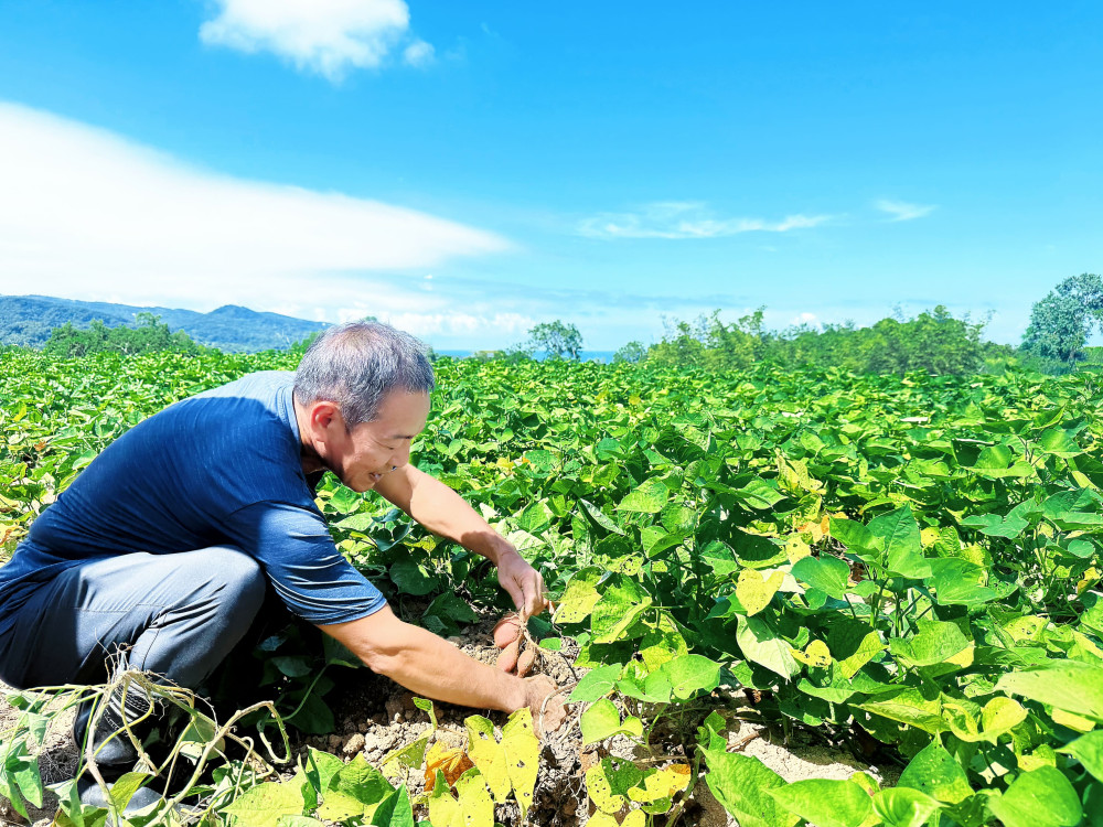 北海岸甘藷產區迎收穫季　體驗盛夏限定在地甜蜜滋味