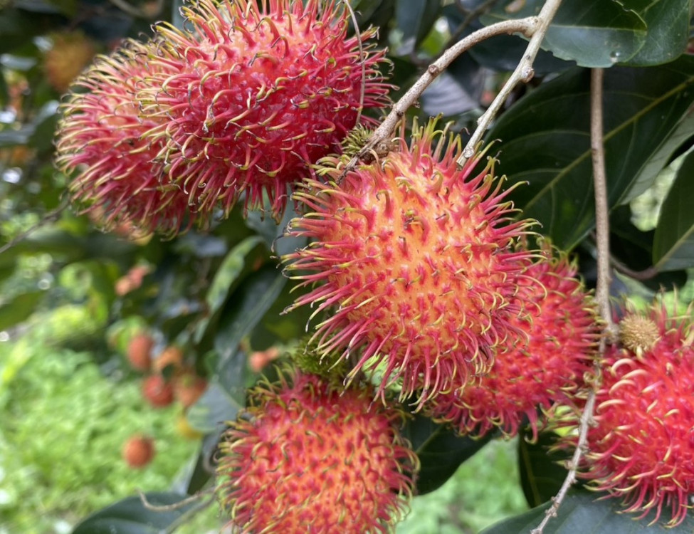 朱槿花界台灣之光  南投懶雲窩水果花卉雙豐收