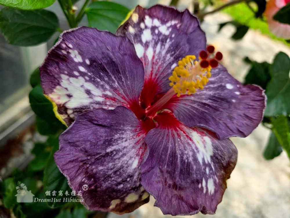 朱槿花界台灣之光  南投懶雲窩水果花卉雙豐收
