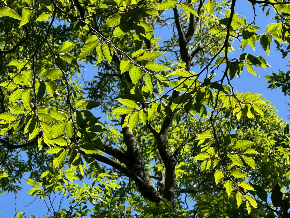 林保署新竹分署x航測及遙測分署　走進文獻空白山域發現臺灣水青岡新族群 